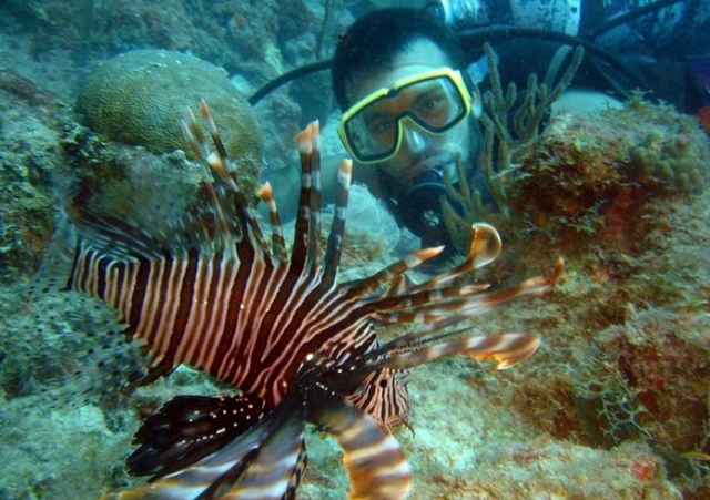  Peixe listrado 